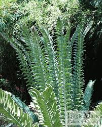 Image result for Cyathula natalensis