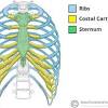 Pain under the rib cage on the left side can be caused by a pulled muscle or irritable bowel. 1