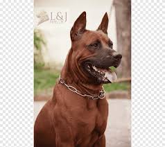 Tay Ridgeback Tosa Kopek Dogurmak Rodezya Ridgeback Kopek Tasmasi Choke Etobur Evde Beslenen Hayvan Png Pngegg