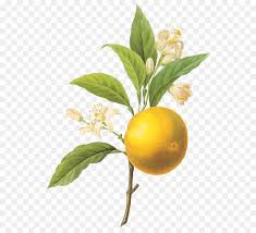 Pin amazing png images that you like. Tree Of Life