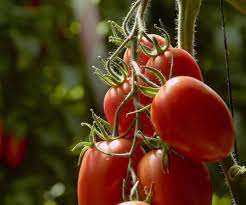 One word of caution if you will be canning: Tomato Acid Free Tomafree Awapuni Nurseries New Zealand