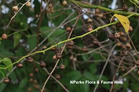 Image result for Colubrina asiatica