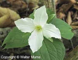 White Trillium Trillium Grandiflorum Flowers Perennials Hardy Plants Wild Flowers