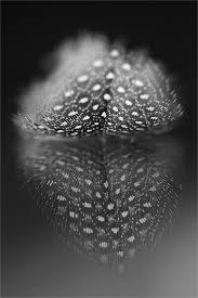 Abstract Black And White Macro Photography Beautiful Colour Schemes For Your Home Feather Photography Macro Photography Macro Photos