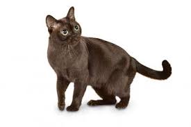 Not finding what you want with the burmese cat breeders in west virginia? Burmese Cat Breed Profile Petfinder