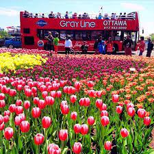 Tulips In Bloom During The Canadian Tulip Festival In Ottawa Every May Over A Million Tulips In 50 Varieties Bloom In Pu Tulip Festival Natural Wonders Tulips