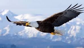 Nhấn vào ảnh để phóng to Kết quả hình ảnh cho Truyện Đại Bàng Và Bọ Cánh Cứng