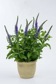 Image result for Veronica abyssinica