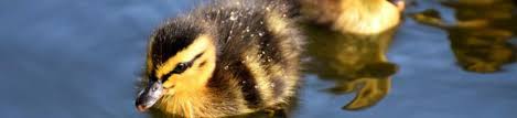 Le Pain Mauvais Pour La Sante Des Canards