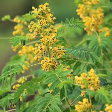 Image result for Senna petersiana