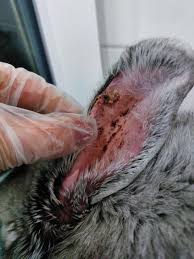 Image result for scabies rabbits ears