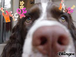 However, they also come in tricolor or lemon (a light brown/blond color) with white. Top 30 Blonde Cocker Spaniel Gifs Find The Best Gif On Gfycat