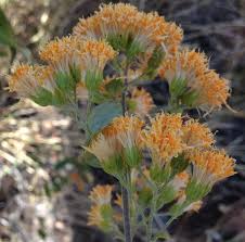 Image result for Distephanus divaricatus