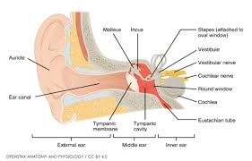 It is also the site of the opening to the ear canal. Inner Ear Barotrauma Vs Dcs X Ray Mag
