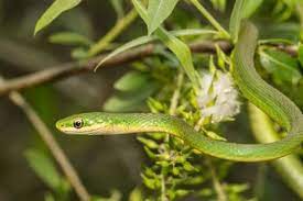 Rough Green Snake Care Sheet Green Snake Snake Snake Photos