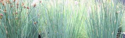 Image result for Juncus