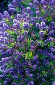 Check spelling or type a new query. Pin Em My Favourite Plants
