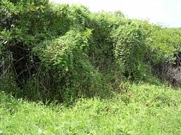 Image result for Macroptilium atropurpureum