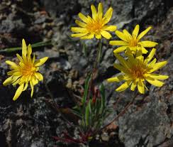 Image result for Rhynchosia divaricata