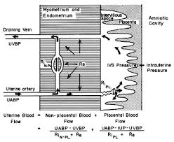 Uterine And Placental Blood Flow Glowm