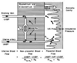 uterine and placental blood flow glowm