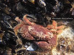 Image result for Cribbia brachyceras