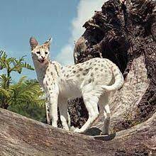 The term cat refers both to felids in general and specifically to the domestic cat (felis catus). Ø¨Ø¬ ÙˆÙŠÙƒÙŠØ¨ÙŠØ¯ÙŠØ§