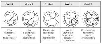 Embryo Development Insight Into The Ivf Lab