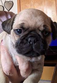 Otis Spunkmeyer A Male Aca Pug Puppy For Sale In Buffalo Missouri Find Cute Pug Puppies And Responsible Pug Puppies For Sale Pug Puppies Pug Dogs For Sale