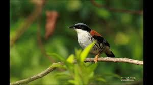 Explore our list of domestic animals names in english. Top 10 Birds Of Sikkim Youtube