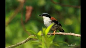 Her exhibitionist tendencies draw the interest of his musical clients and leads to visual fireworks. Top 10 Birds Of Sikkim Youtube