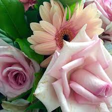 Check spelling or type a new query. Patricia J My Gorgeous Birthday Flowers Pink Roses Are
