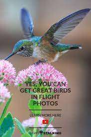Yes You Can Get Great Birds In Flight Photos Wildlife Photography Tips Birds In Flight Dslr Photography Tips