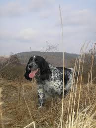 Image result for Velký münsterlandský ohař