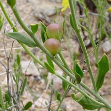 Image result for Menodora