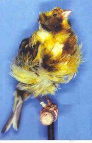 مدونة الطيور الجميلة exclusive canary know all kinds of pictures حصريا تعرف كل أنواع الكناري بالصور canary birds canary animals