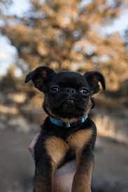 Live In Oregon And Wants Pictures With Your Pups Message Me About Pet Photography In Bend Oregon And Surrounding Are Pet Photographer Animal Photography Pets