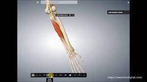 Flexor digitorum superficialis (flexor digitorum sublimis) is an extrinsic flexor muscle of the fingers at the proximal interphalangeal joints. M Flexor Digitorum Profundus Youtube