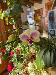 Margaret Terwilliger