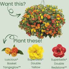 Image result for Lantana camara