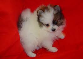 Pomeranian Quotes And Sayings Quotesgram