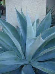 Image result for Buchnera attenuata