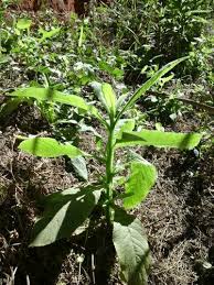 Image result for Laggera crispata