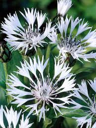 Image result for Centaurea praecox