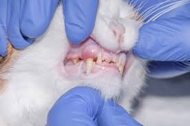 Animal dentistry and oral surgery specialists explain more about feline teeth. Gingivitis In Cats Symptoms Treatment And Prevention