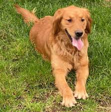 She charges $3,500 per pup. Sunset Goldens Of Oregon Home Facebook