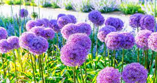 Ornamental Alliums Discover The Fireworks Of Ornamental Onions Allium Giganteum Giganteum Flower Wallpaper