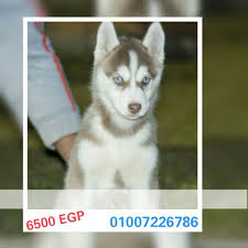 مصر القاهرة من اجمل جراوى الهاسكي السيبري مواصفات ممتازة السن شهرين pet4sell dogs husky animals