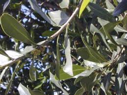 Image result for Warburgia ugandensis