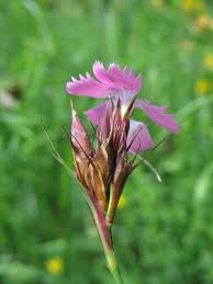 Image result for Dianthus chimanimaniensis